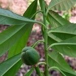 Erblichia odorata Fruit