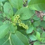 Lyonia ligustrina Fruit