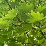 Acer shirasawanum Folha