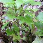 Senecio macroglossus Plante entière