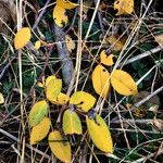 Rosa × nitidula Leaf