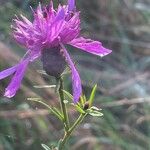 Centaurea nigra Λουλούδι