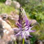 Phyteuma scorzonerifolium Flor