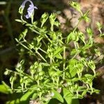 Trichostema dichotomum Flor