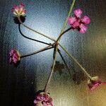 Turgenia latifolia Blüte