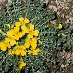 Morisia monanthos Hábito