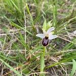 Ophrys arachnitiformis Çiçek