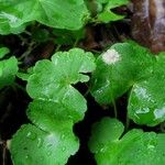 Hydrocotyle leucocephala Leaf