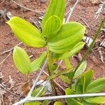 Eriaxis rigida Leaf