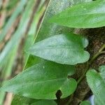 Piper borbonense Leaf