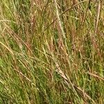 Festuca ambigua Flower