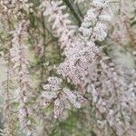 Tamarix parviflora Flors