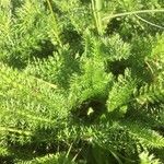 Achillea millefoliumLeaf