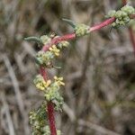 Bassia prostrata Máis