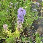 Mentha cervina Blüte