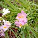 Freesia refractaFlor