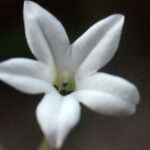 Plumbago zeylanica Flower