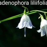 Adenophora liliifolia Blomst