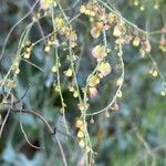 Rumex induratus ফুল
