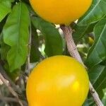 Pouteria caimito Fruit