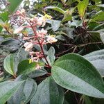Miconia mirabilis Habit