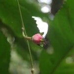 Cleidion macrophyllum 花