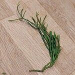 Rhipsalis baccifera Blatt