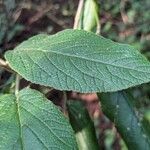 Viburnum × rhytidophylloides