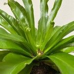 Asplenium antiquum Leaf