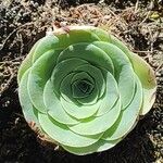 Aeonium diplocyclum Liść