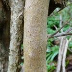 Rhododendron augustinii Corteza