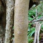 Rhododendron augustinii Bark