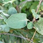 Muehlenbeckia hastulata Hoja