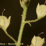 Veronica anagalloides Fruit