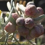 Cneorum pulverulentum Fruit