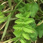 Erodium moschatum برگ