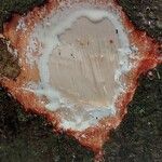 Funtumia africana Ŝelo