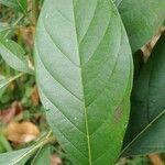 Citharexylum myrianthum Blatt