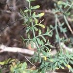 Ruta angustifolia Jani