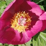 Paeonia mascula Blüte