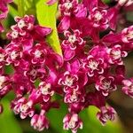 Asclepias incarnata Flower