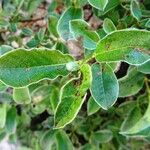 Salix pyrenaica Liść