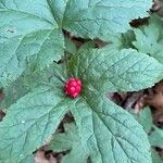 Hydrastis canadensis Fruit