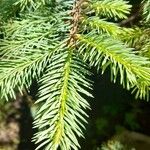 Picea sitchensis Yaprak