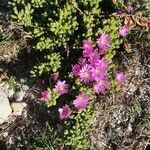 Drosanthemum hispidum Leaf