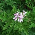 Pelargonium graveolensBlüte