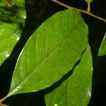 Hirtella triandra Лист