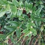 Sarcococca hookeriana Leaf