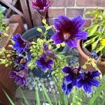 Salpiglossis sinuata Çiçek