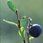 Vaccinium uliginosum Плод